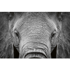  Vlies Fotótapéta - African Elephant - 375x250 cm tapéta, díszléc és más dekoráció