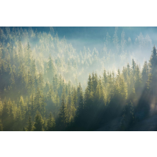  Vlies Fotótapéta - Fog above forest - 375x250 cm tapéta, díszléc és más dekoráció