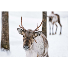  Vlies Fotótapéta - Reindeer in winter - 375x250 cm tapéta, díszléc és más dekoráció