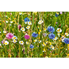  Vlies Fotótapéta - Wild flowers field - 375x250 cm tapéta, díszléc és más dekoráció
