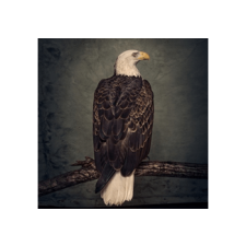 WEATHERMAKER Clutch - Book of Bad Decisions (Limited Edition) (Cd) heavy metal