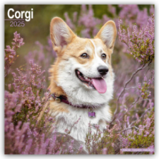 Welsh Corgi 2025 - 16-Monatskalender – Avonside Publishing Ltd naptár, kalendárium