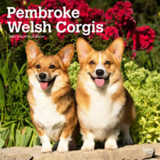  Welsh Corgis, Pembroke 2024 Square naptár, kalendárium