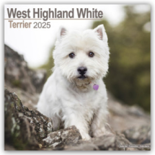 West Highland White Terrier - Westies 2025 - 16-Monatskalender – Avonside Publishing Ltd naptár, kalendárium