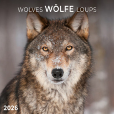  Wölfe/Wolves 2026 naptár, kalendárium