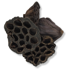  XL lótusz termés csomag 4db/cs dekorációs kellék