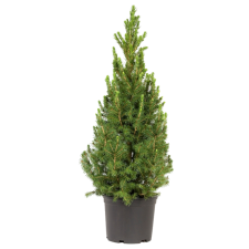 YAB YUM CUKORSÜVEGFENYŐ C2 PICEA GLAUCA CONICA fa és növény