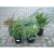 YAB YUM KÚSZÓ BORÓKA MIX C2 JUNIPERUS MIX