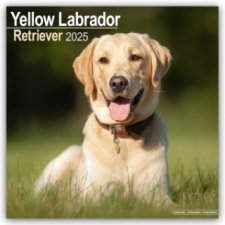 Yellow Labrador Retriever - Gelber Labrador 2025 - 16-Monatskalender naptár, kalendárium