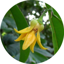 Ylang - Ylang illóolaj illóolaj
